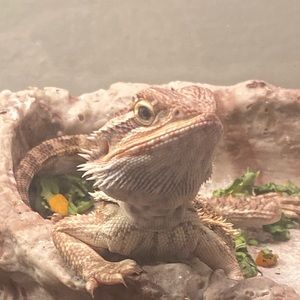 Meet your Posher, Raven